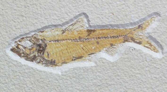 Knightia Fossil Fish - Wyoming #59829